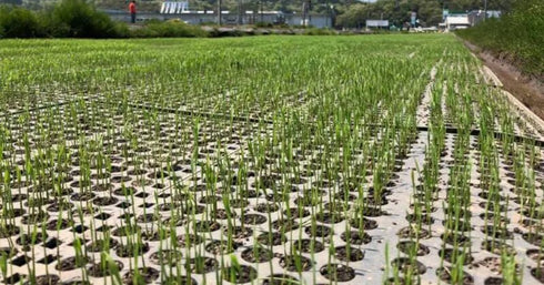 Best Seller! Northern limit Koshihikari (specially cultivated rice) 24th year